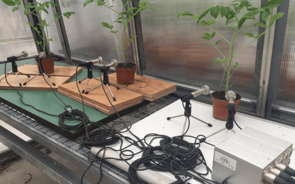 Τα στρεσαρισμένα φυτά εκπέμπουν... ήχους