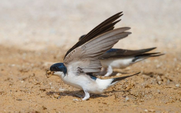 Μυτιλήνη: Έφτιαξαν φωλιές από πηλό για τα χελιδόνια στην Καλλονή