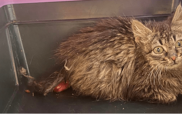 Θεσσαλονίκη: Σώθηκε άρρωστο γατάκι στα Μετέωρα (φωτ.)