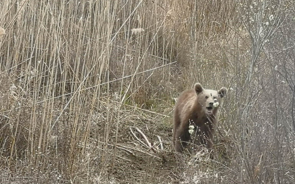 Φλώρινα: Σε συρμάτινη θηλιά πιάστηκε νεαρό αρκουδάκι στις Πρέσπες