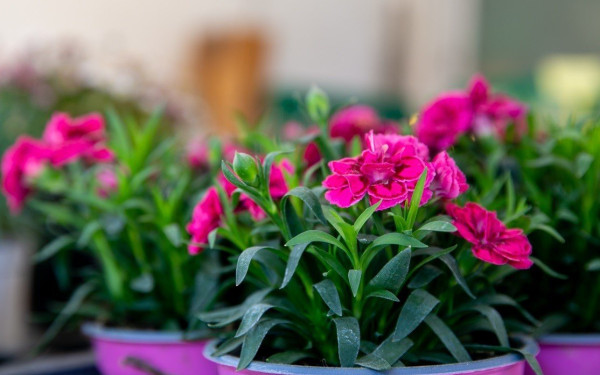 «Κηποϊδέες» Garden Center στη Θέρμη: Μοναδικός προορισμός για τον κήπο σας