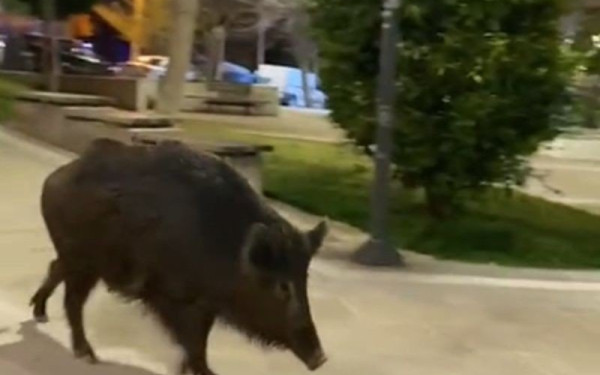 Θεσσαλονίκη: Αγριογούρουνο βολτάρει αμέριμνο στην... πλατεία της Τριανδρίας (βίντεο)