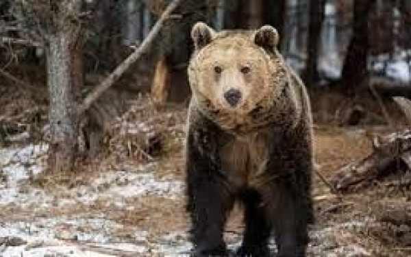 Kαστοριά: Αρκούδα εντοπίστηκε νεκρή από πυροβόλο όπλο