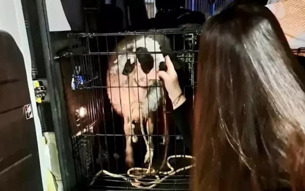 Κερατσίνι: Χειροπέδες σε 40χρονο που είχε δέσει αρνάκι για να το σφάξει