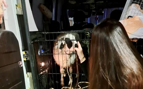 Κερατσίνι: Έσωσαν κατσικάκι που επρόκειτο να σφαχτεί - Τι συνέβη