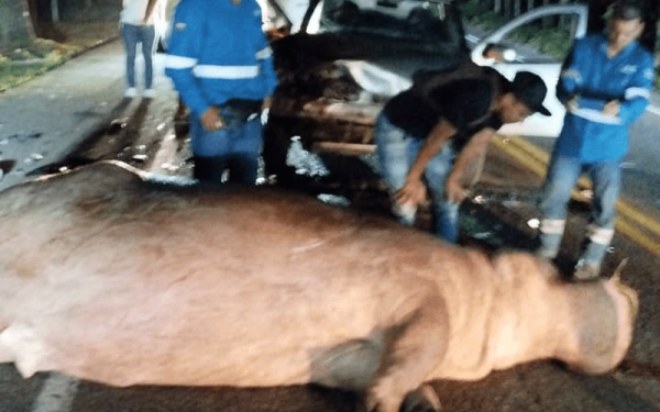 Πέθανε σε τροχαίο ένας από τους 150 ιπποπόταμους του βαρόνου Πάμπλο Εσκομπάρ (βίντεο)