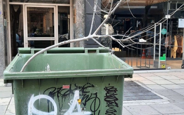 Ξερίζωσαν και πέταξαν στα σκουπίδια δέντρo στο κέντρο της Θεσσαλονίκης (φωτ.)