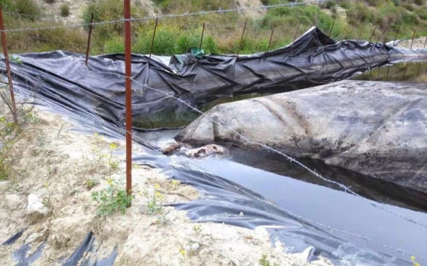 Πάτρα: Εικόνες φρίκης με νεκρά ζώα - Υγειονομική βόμβα στα Μοιραίικα