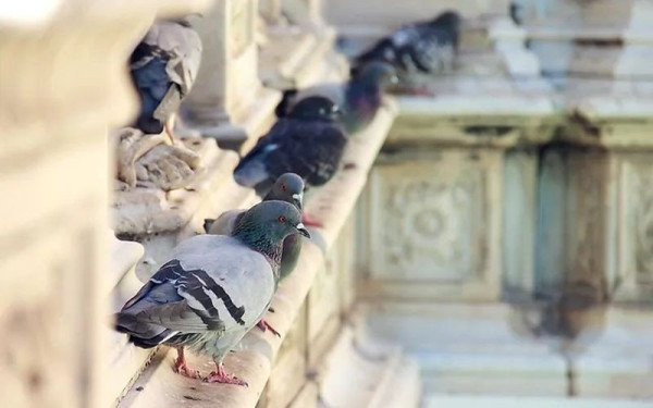 Χανιά: Σοβαρό ζήτημα δημόσιας υγείας από την έντονη συγκέντρωση περιστεριών