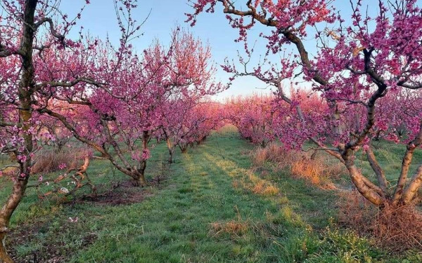 «Ανθισμένες Ροδακινιές» στη Βέροια: Το πρόγραμμα εκδηλώσεων «Ανθισμένες Ροδακινιές» στη Βέροια: Το πρόγραμμα εκδηλώσεων