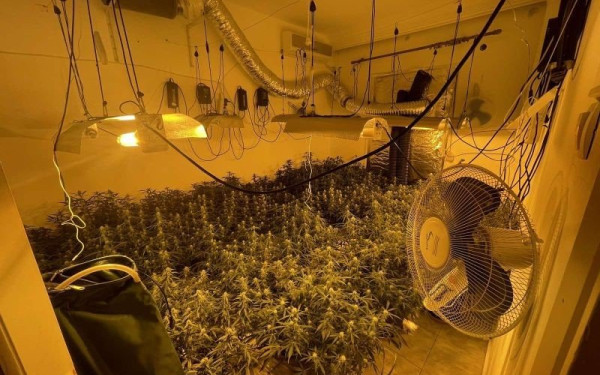 Θεσσαλονίκη: 32χρονος καλλιεργούσε δενδρύλλια κάνναβης σε γλάστρες (φωτ.)