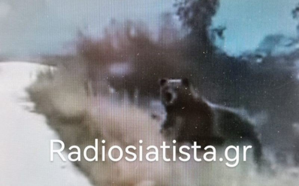 Σιάτιστα Κοζάνης: Απρόσμενη συνάντηση για οδηγό -Ήρθε αντιμέτωπος με 5 αρκούδες (βίντεο)