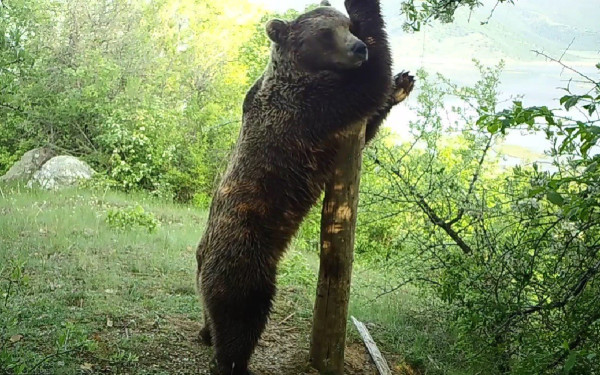 Οι κάμερες του Αρκτούρου «έπιασαν» αρκούδα να χορεύει pole dancing - Δείτε βίντεο