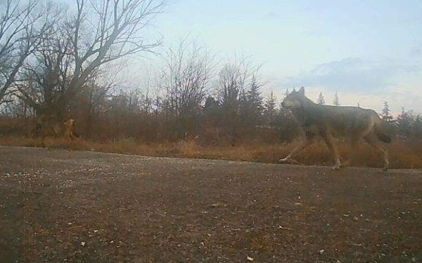 Λύκος κόβει βόλτες στη Σιγή Σερρών (βίντεο)