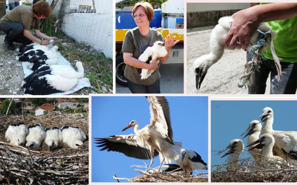 Καβάλα: Νέες φωλιές για τους πελαργούς 