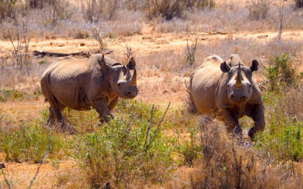 Ερευνητικό πρόγραμμα ανέλυσε το γονιδίωμα 240 διαφορετικών θηλαστικών, μεταξύ αυτών και του ανθρώπου