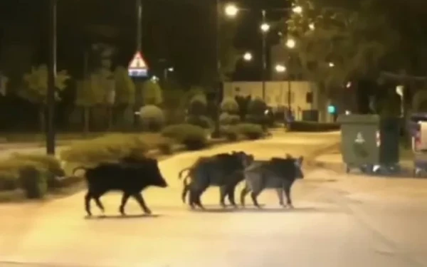 Λαμία: Νέα επέλαση αγριόχοιρων δίπλα σε σχολικό συγκρότημα (βίντεο)