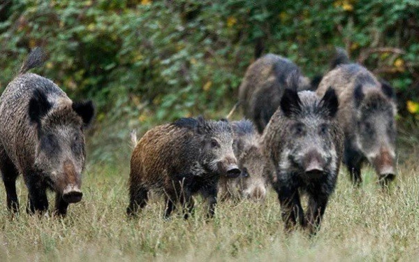 Κροατία: Εντοπίστηκε αφρικανική πανώλη - Θανατώνονται 12.000 χοίροι