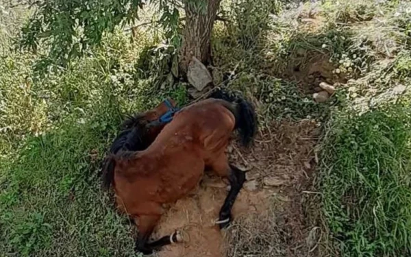 Βόλος: Ελεύθερος ο κάτοχος του αλόγου που βρέθηκε νεκρό - Ήταν ατύχημα κι όχι εγκατάλειψη