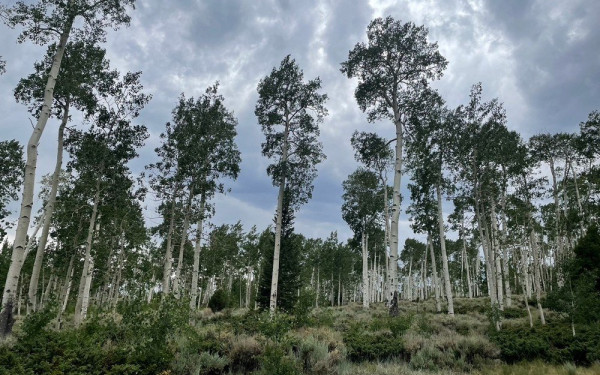 Τους ήχους που παράγει το μεγαλύτερο δέντρο στον κόσμο κατέγραψαν ερευνητές