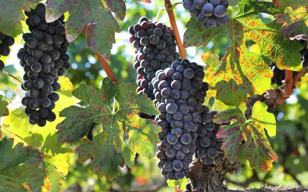 ΥΠΑΑΤ: Παρατείνονται οι άδειες φύτευσης αμπέλου