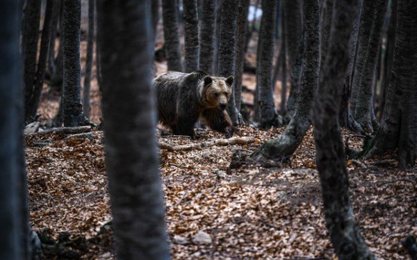Χαλκιδική: Στα όπλα για μία αρκούδα - Τι φοβούνται πολίτες και μελισσουργοί
