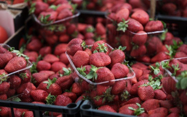 Φράουλες Σβορώνου: Η άλλοτε κραταιά καλλιέργεια αναβιώνει