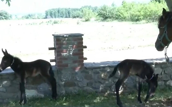 Σπάνιο φαινόμενο σε φάρμα στις Σέρρες: Φοράδα γέννησε δίδυμα (βίντεο)