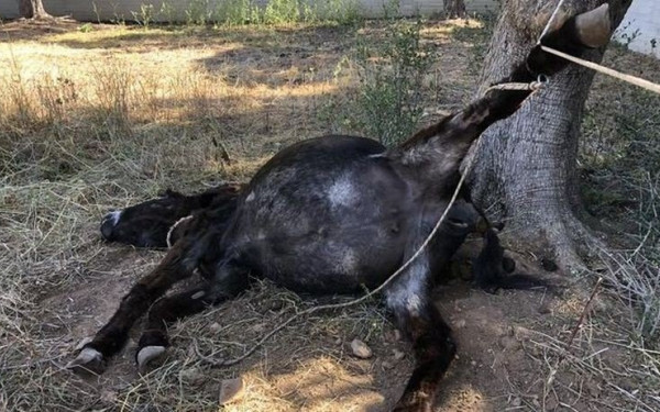 Κορωπί: Συνελήφθη ο ιδιοκτήτης του γαϊδουριού που το άφησε δεμένο να πεθάνει (βίντεο)