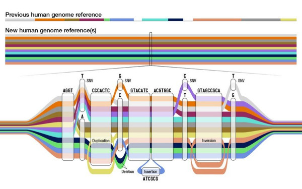 Βιολογία: Την πληρέστερη κατανόηση της γονιδιωματικής πολυμορφίας επιχειρούν επιστήμονες