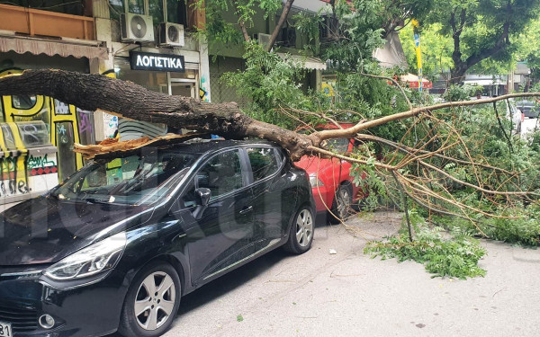 Θεσσαλονίκη: Έπεσε δέντρο στο κέντρο - Ζημιές σε δύο αυτοκίνητα (φωτ.)