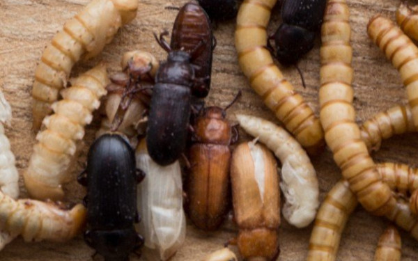 Πανεπιστήμιο Θεσσαλίας: Μια ρομποτική παγίδα Τεχνητής Νοημοσύνης για τα έντομα στο πλαίσιο ευρωπαϊκού προγράμματος