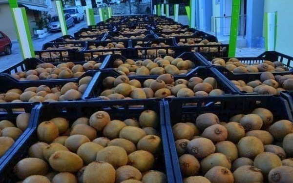 Σημαντικά βήματα για την εξαγωγή του ελληνικού ακτινιδίου στο Βιετνάμ