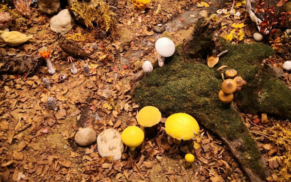 «Πόλη της Τρούφας» η Καλαμπάκα