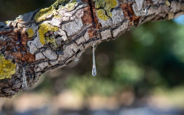 Στη Χίο φύτεψαν και περιμένουν να... μάθουν για τις αντοχές του μαστιχόδεντρου 