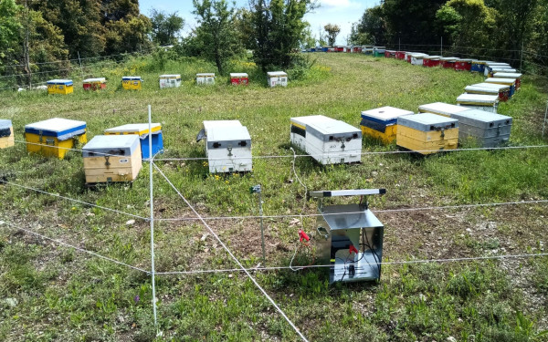 Χαλκιδική: Μέτρα αποτροπής για την αρκούδα που επιτίθεται στα μέλια 