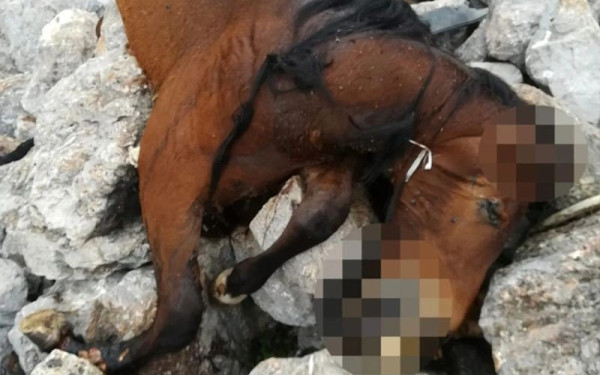 Φρίκη στην Πάρνηθα: Βρέθηκαν νεκρά άλογα σε γκρεμό (βίντεο, σκληρές εικόνες)
