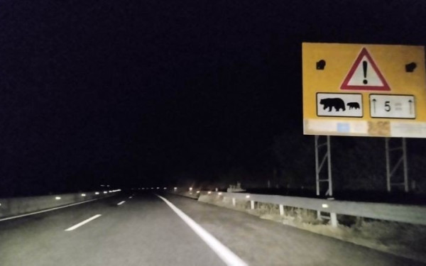 Σιάτιστα Κοζάνης: Αστυνομικό αυτοκίνητο παρέσυρε και σκότωσε αρκούδα στην Εγνατία Οδό (βίντεο)