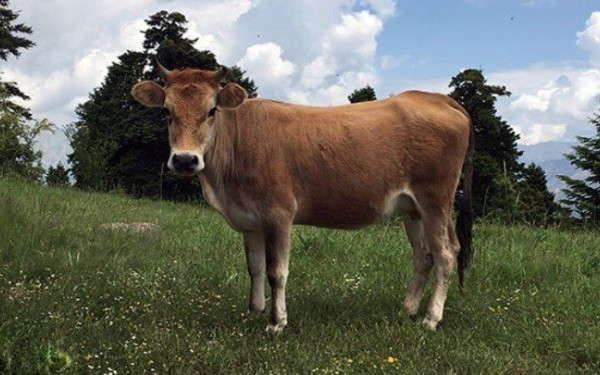 Θανατηφόρα νόσος που πλήττει τα βοοειδή εντοπίστηκε σε περιοχές της νότιας Ευρώπης