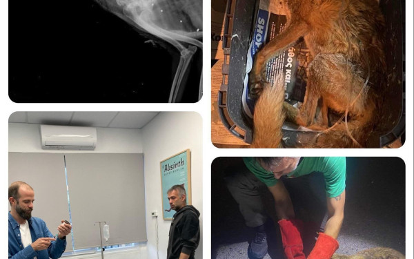 Χαλκιδική: Βρέθηκε αλεπού με σκάγια σε όλο της το σώμα