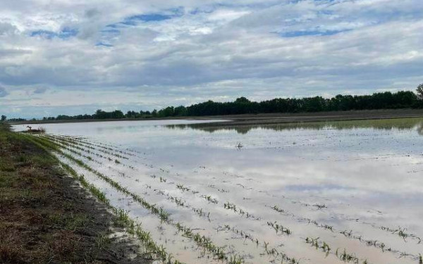 Πέλλα: Σε απόγνωση οι παραγωγοί - «Έχουν καταστραφεί όλες οι καλλιέργειες» (βίντεο, φωτ.)