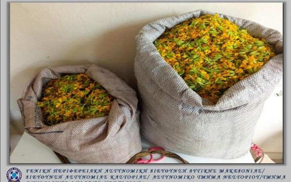 Καστοριά: Σύλληψη για παράνομη συλλογή αρωματικού – θεραπευτικού φυτού από την περιοχή του Γράμμου