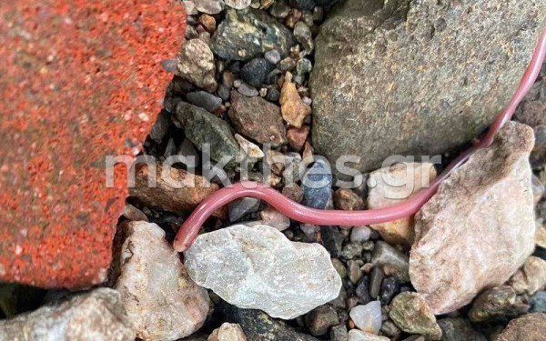 Θεσσαλονίκη: Γάτα έπιασε στην Άνω Πόλη ένα από τα μικρότερα φίδια της Ευρώπης (φωτ.) 