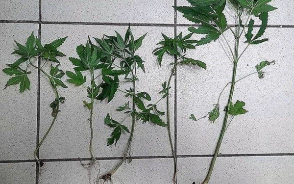 Πιερία: Η καλλιέργεια κάνναβης στην αυλή δεν ήταν καλή ιδέα