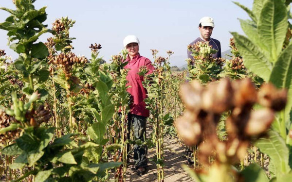 Το κάπνισμα σκοτώνει και το περιβάλλον