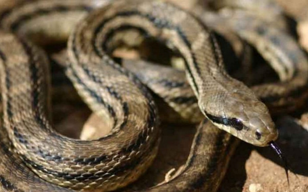 Φίδι έκανε βόλτες στην κεντρική πλατεία της Λαμίας (βίντεο)