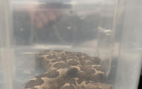 Νέο περιστατικό με οχιά: Εντοπίστηκε σε αυλή σπιτιού στο Πανόραμα - Χρειάστηκε η επέμβαση εθελοντών (βίντεο, φωτ.)