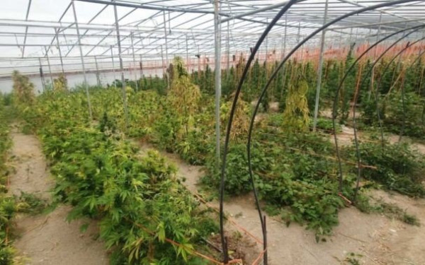 Κρήτη: Εντοπίστηκαν χασισοφυτείες μέσα σε θερμοκήπιο - Δύο συλλήψεις (φωτ.)
