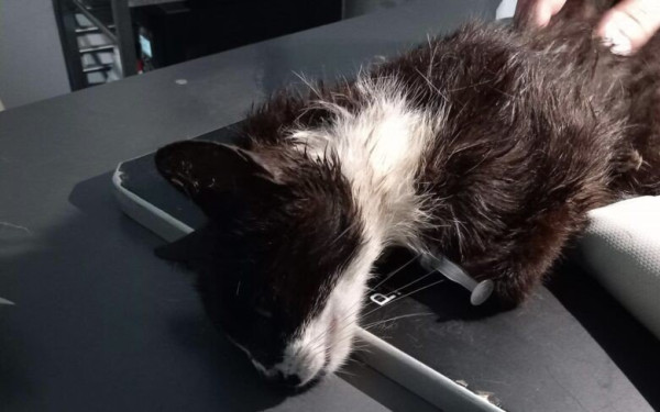 Χαλκιδική: Γάτα βρέθηκε πληγωμένη από σκάγια όπλου (φωτ.)