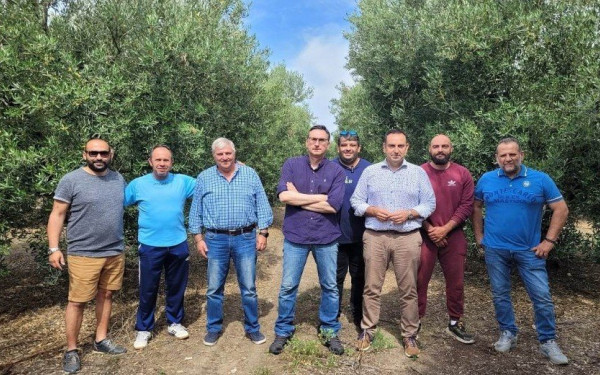 Χαλκιδική: Επέστρεψε η ακαρπία στις ελιές- στερεύει ο πράσινος χρυσός του νομού